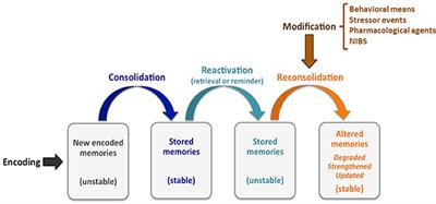 Modulating Reconsolidation With Non-invasive Brain Stimulation—Where We Stand and Future Directions